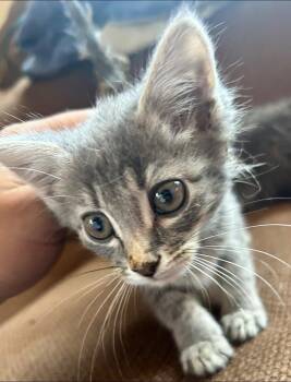 Lindsay -  Tabby Cat for Adoption - Lindsay | PetCurious