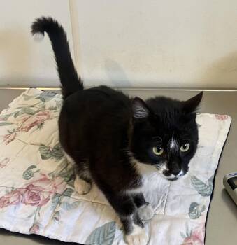 Domestic Short Hair Cats Available for Adoption in Mitchell, South Dakota - Nutmeg - Black & White Cat - #19 | PetCurious