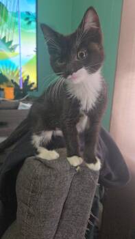 Domestic Short Hair Cats Available for Adoption - Joy | PetCurious