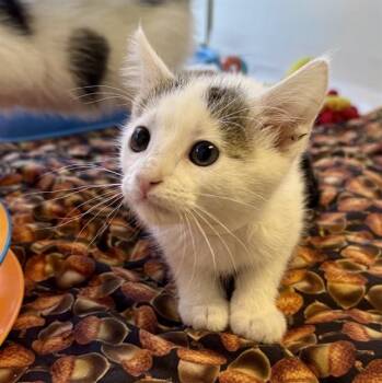 DOT -  Domestic Short Hair Cat for Adoption in Sarasota, Florida - DOT | PetCurious