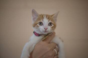 Purrito -  Domestic Short Hair and Tabby Cat for Adoption in Mountain Home, Arkansas - Purrito | PetCurious