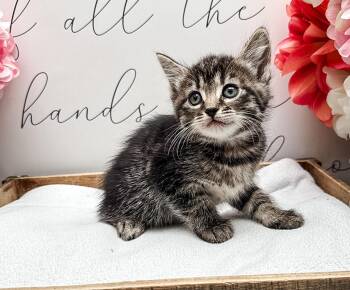Cayanne -  Domestic Short Hair Cat for Adoption in Newberg, Oregon - Cayanne | PetCurious