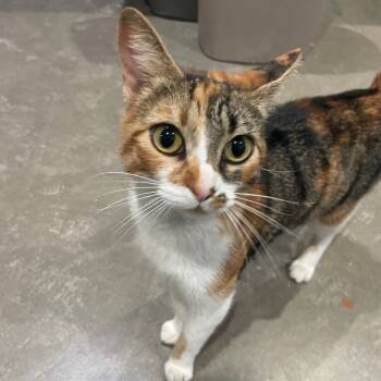 Rescue Domestic Short Hair Cats for Adoption in Prescott, Arizona - Cali | PetCurious