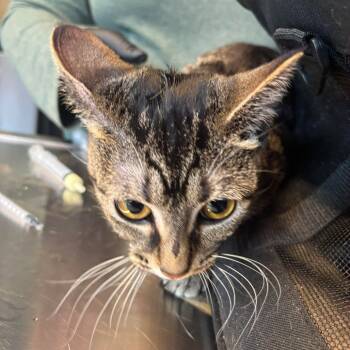 Rescue Domestic Short Hair Cats for Adoption in Huntington, West Virginia - Dragonfruit | PetCurious