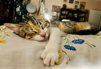 Domestic Short Hair Cats Available for Adoption in Houston, Texas - Princess Sophie  | PetCurious