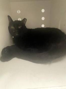 Domestic Short Hair Cats Available for Adoption in Ontario, California - SPIDER | PetCurious