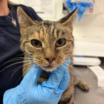 Fair Lady -  Domestic Medium Hair Cat for Adoption in Charleston, West Virginia - Fair Lady | PetCurious