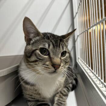 Currly -  Domestic Short Hair Cat for Adoption in Newberg, Oregon - Currly | PetCurious
