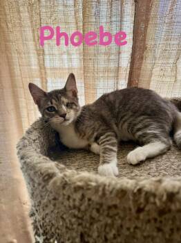 Phoebe -  Domestic Short Hair and Tabby Cat for Adoption in Ruskin, Florida - Phoebe | PetCurious