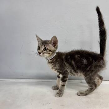 Comet -  Siamese and Domestic Short Hair Cat for Adoption in Long Beach, California - Comet | PetCurious