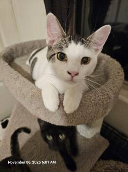 Domestic Short Hair Cats Available for Adoption in Glendale, Arizona - Spex | PetCurious