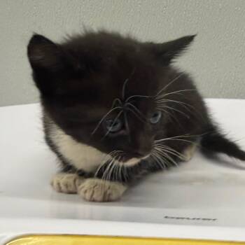 Kiko -  Domestic Short Hair Cat for Adoption in Tampa, Florida - Kiko | PetCurious