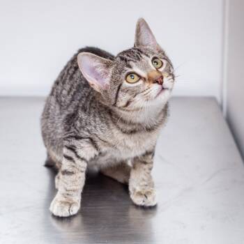 Rescue Domestic Short Hair Cats for Adoption in Hattiesburg, Mississippi - Tamale | PetCurious