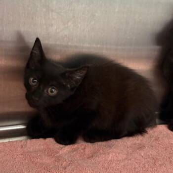Asparagus -  Domestic Short Hair Cat for Adoption in Morganton, North Carolina - Asparagus | PetCurious