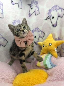 Tabby Cats Available for Adoption in Tavares, Florida - Wynn | PetCurious