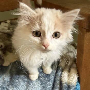 Wolfie -  Domestic Long Hair Cat for Adoption in Pendleton, Oregon - Wolfie | PetCurious