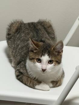 Chip 2 -  Domestic Short Hair Cat for Adoption in Arthur, Ontario - Chip 2 | PetCurious