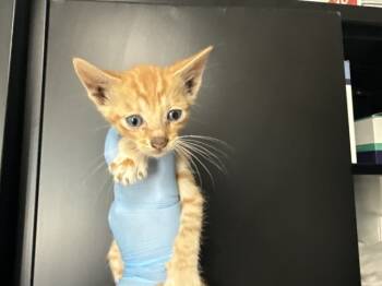 Rescue Domestic Short Hair Cats for Adoption in San Bernardino, California - CREAMSICLE | PetCurious