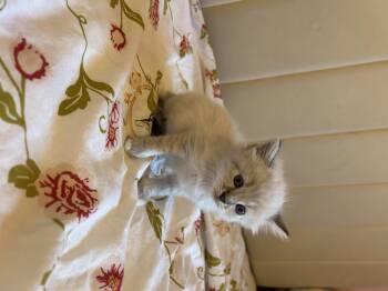Namira -  Domestic Short Hair Cat for Adoption in Fruit Heights, Utah - Namira | PetCurious