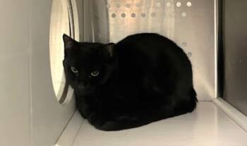 Rescue Domestic Short Hair Cats for Adoption in Twinsburg, Ohio - Velcro | PetCurious