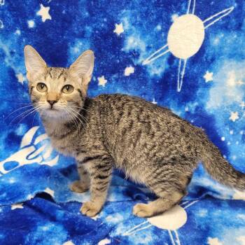 Elle -  Domestic Short Hair Cat for Adoption in Laredo, Texas - Elle | PetCurious