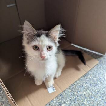 Bert -  Domestic Long Hair Cat for Adoption in Morristown, New Jersey - Bert | PetCurious