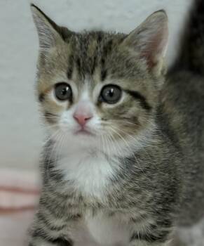 Domestic Short Hair and Tabby Cats Available for Adoption - Reilly  | PetCurious