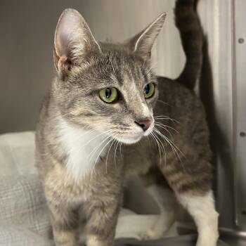 Moxie -  Domestic Long Hair Cat for Adoption in Lynchburg, Virginia - Moxie | PetCurious