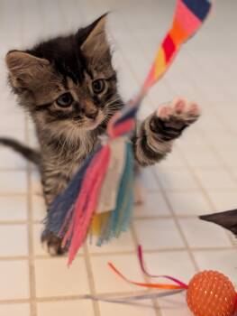 Domestic Short Hair Cats Available for Adoption in Ardsley, New York - Daisy & Duke  | PetCurious