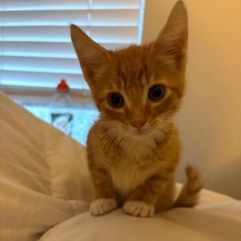 Flaming Hot Cheeto -  Domestic Short Hair Cat for Adoption in Summerville, South Carolina - Flaming Hot Cheeto | PetCurious