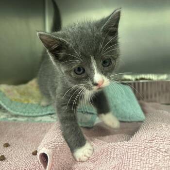Nate the Hoof Guy -  Domestic Short Hair Cat for Adoption in Charlottesville, Virginia - Nate The Hoof Guy | PetCurious