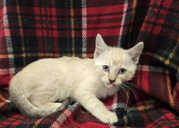 Tiana -  Siamese Cat for Adoption in Dickson, Tennessee - Tiana | PetCurious