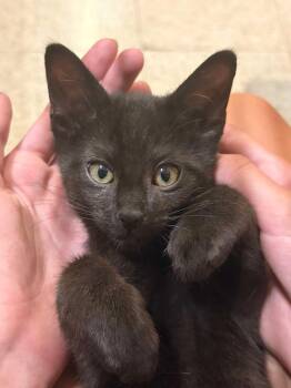 Merry Of The Shire -  Domestic Short Hair Cat for Adoption in Chandler, Arizona - Merry Of The Shire | PetCurious