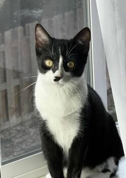 Rescue Domestic Short Hair Cats for Adoption in Colorado Springs, Colorado - Plum | PetCurious