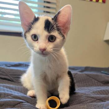 Bugatti -  Domestic Short Hair Cat for Adoption in Stoughton, Wisconsin - Bugatti | PetCurious