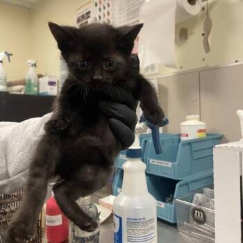 Lotus -  Domestic Short Hair Cat for Adoption in Chicago, Illinois - Lotus | PetCurious