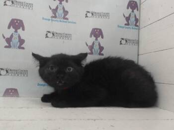 Domestic Short Hair Cats Available for Adoption in Orlando, Florida - JADE | PetCurious