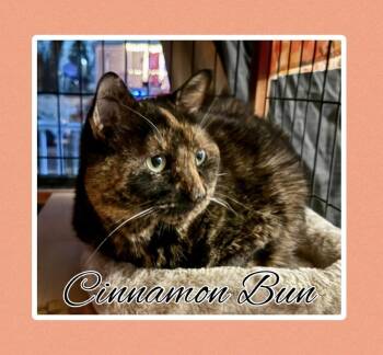 Domestic Short Hair Cats Available for Adoption - Cinnamon Bun | PetCurious