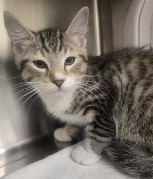 MILO -  Domestic Short Hair Cat for Adoption in Auburn, California - MILO | PetCurious