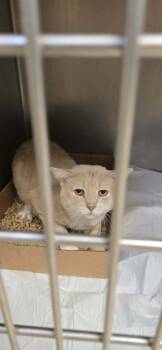 Brash -  Domestic Short Hair Cat for Adoption in Orange, Virginia - Brash | PetCurious