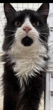 Tuxedo Cats Available for Adoption - Stormy – Forecast Calls For 100% Chance Of Love | PetCurious