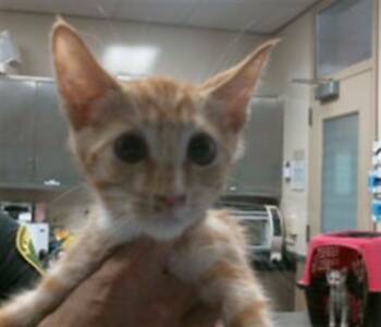 Rescue Domestic Short Hair Cats for Adoption in Sacramento, California - CHEDDER | PetCurious