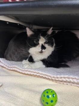 Domestic Short Hair Cats Available for Adoption - Snow | PetCurious