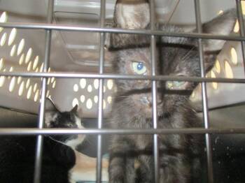 NUGGET -  Domestic Short Hair Cat for Adoption in Ocala, Florida - NUGGET | PetCurious