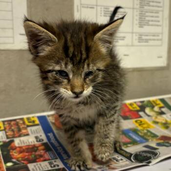 Marley -  Domestic Short Hair Cat for Adoption in Yuma, Arizona - Marley | PetCurious