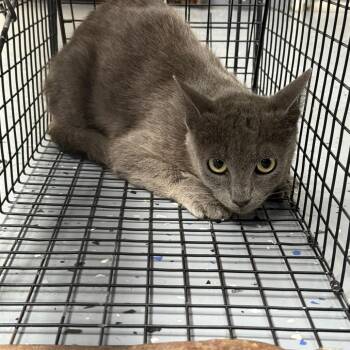 TUSC-Wildlife-84740 -  Domestic Short Hair Cat for Adoption in Tuscaloosa, Alabama - TUSC-Wildlife-84740 | PetCurious