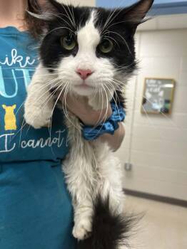 Domestic Long Hair Cats Available for Adoption in Burlington, Iowa - Cesar | PetCurious