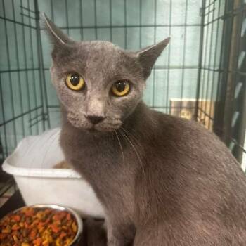 theodosia -  Domestic Medium Hair Cat for Adoption in Gadsden, Alabama - Theodosia | PetCurious