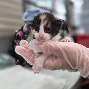 Caitlin -  Domestic Short Hair Cat for Adoption in Bismarck, North Dakota - Caitlin | PetCurious