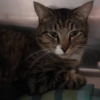 Buster -  Domestic Short Hair Cat for Adoption in Spokane, Washington - Buster | PetCurious